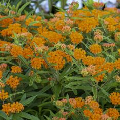 Asclepias tuberosa
